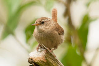 Wren