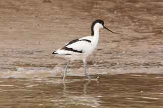 Waders