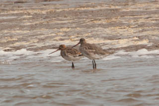 Bar-tailled godwit