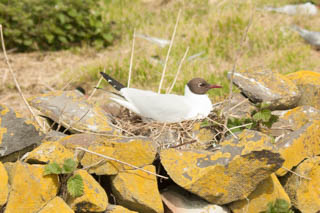 Black headed gull