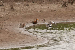 Black tailed godwit
