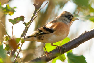 Brambling