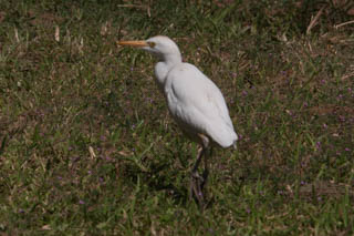 Cattle egret