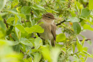 Chiffchaff