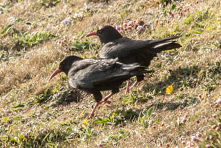 Chough
