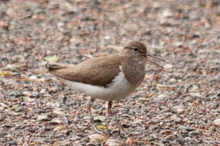 Common sandpiper
