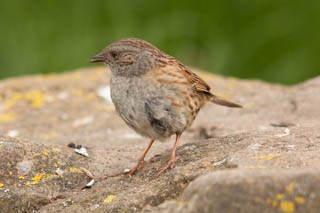 Dunnock