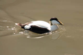 Eider