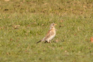 Fieldfare