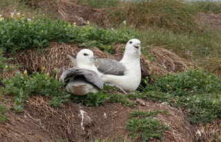 Fulmar