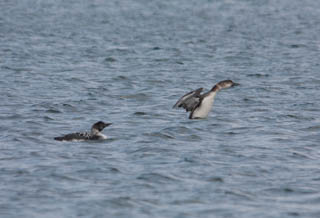 Great northern diver