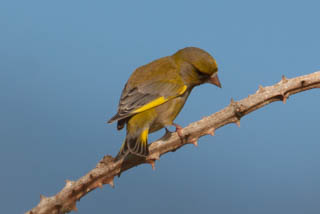 Greenfinch