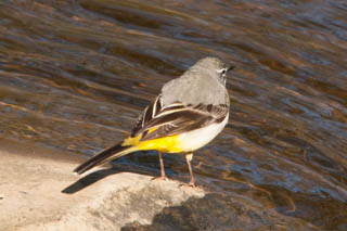 Grey wagtail