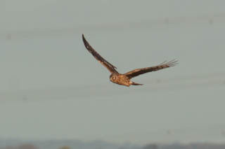 Hen harrier