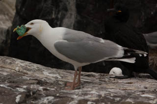 Herring gull