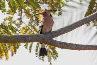 Woodpeckers and allies