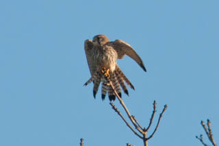 Kestrel