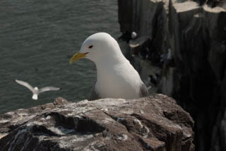 Kittiwake