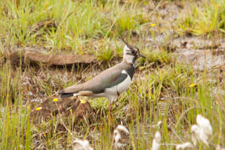 Lapwing