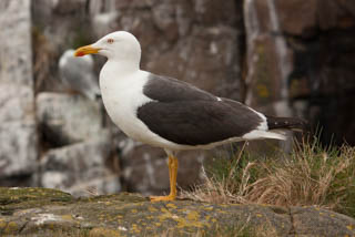 Lesser black backed gull