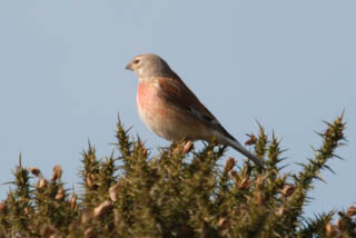 Linnet