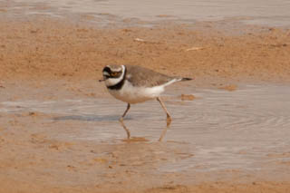 Little ringed plover