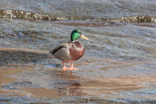 Mallard