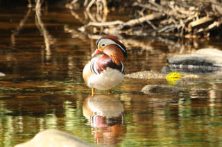 Mandarin duck