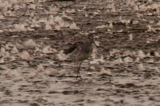 Marsh sandpiper