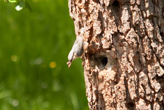 Tits, nuthatches and creepers