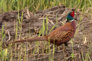 Gamebirds, crakes and rails