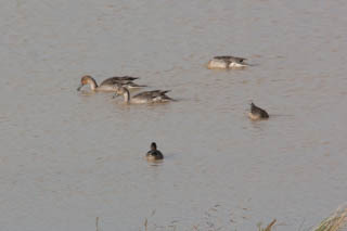 Pintail