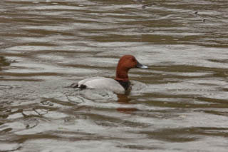 Pochard