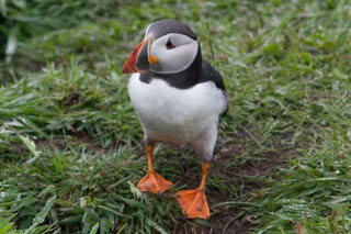 Gulls, terns and auks