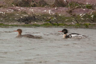 Red Breasted Merganser