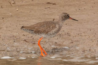 Redshank