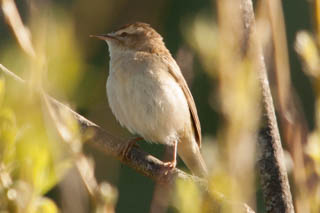Reed Warbler