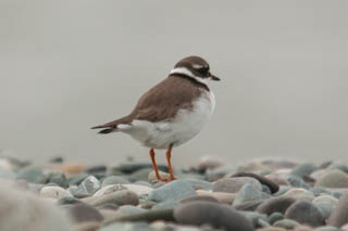 Ringed plover