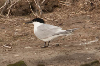 Sandwich Tern