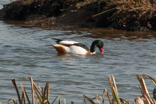 Shelduck