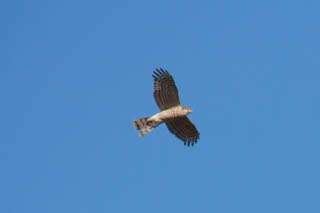 Sparrowhawk