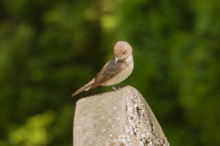 Spotted flycatcher