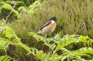 Stonechat