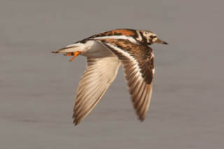 Turnstone