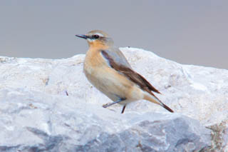 Wheatear