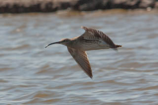 Whimbrel