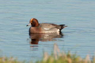 Widgeon