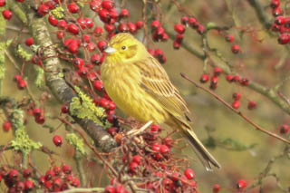 Sparrows, finches and buntings